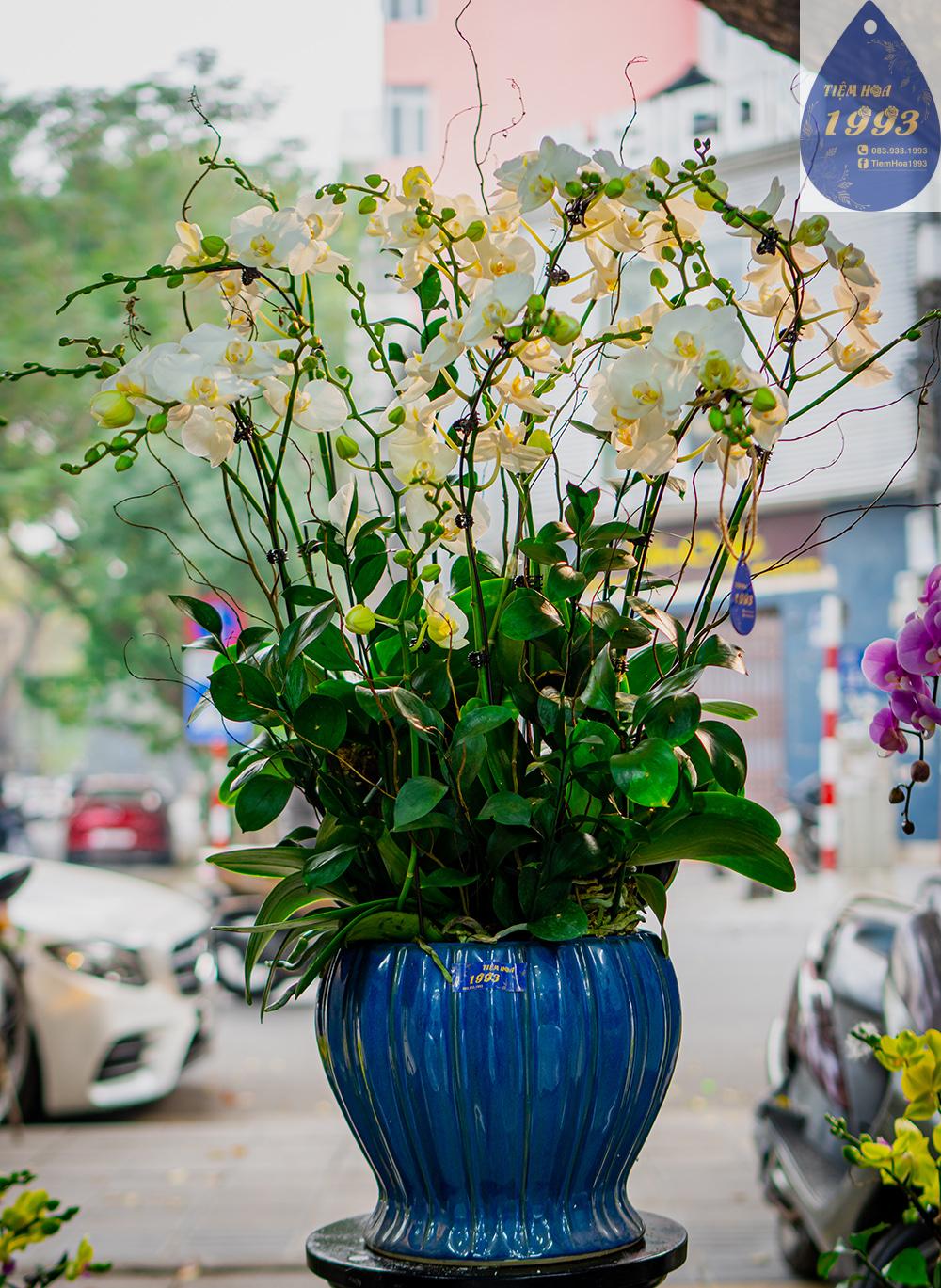 trang-anna-6-cay-loai-2-voi-1