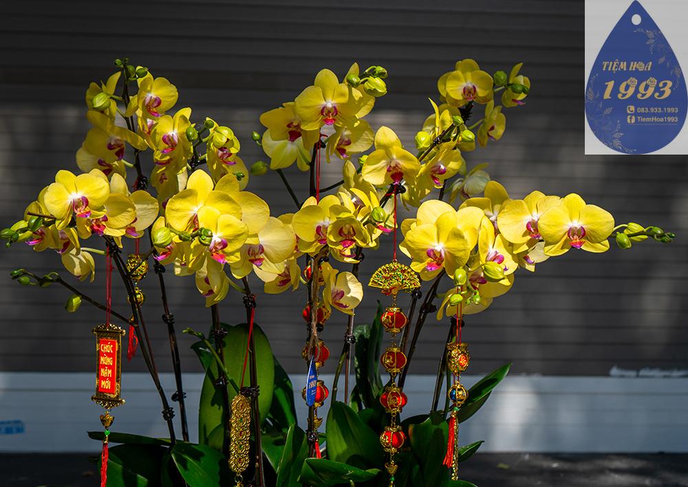 vang-cach-cach-10-cay-4tr-1