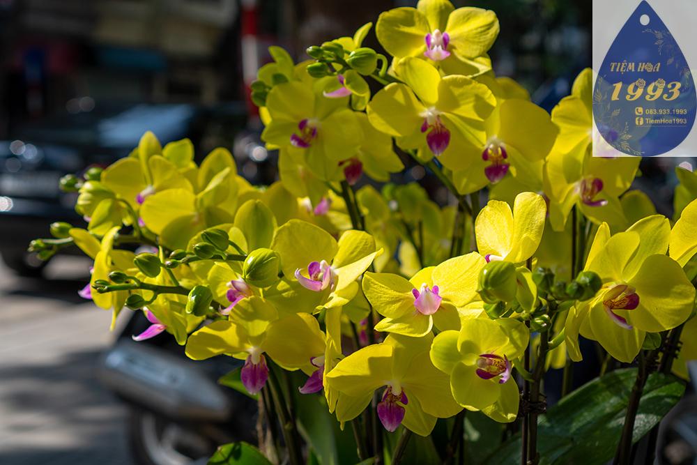 vang-cach-cach-10-cay-4tr-3