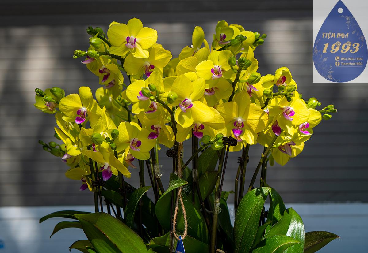 vang-cach-cach-10-cay-4tr-4