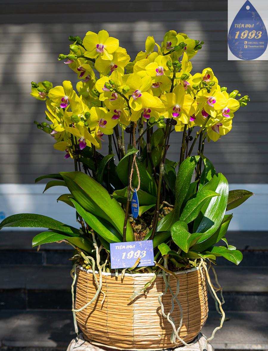 vang-cach-cach-10-cay-4tr-5