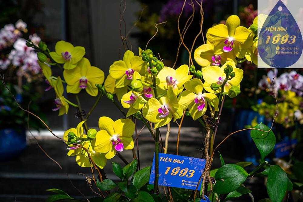 vang-cach-cach-1tr1-1